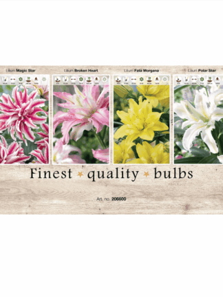 Lilium double 106600