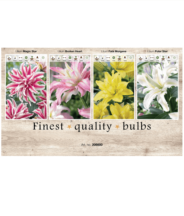 Lilium double 106600