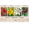 Lilium (AS) 106601