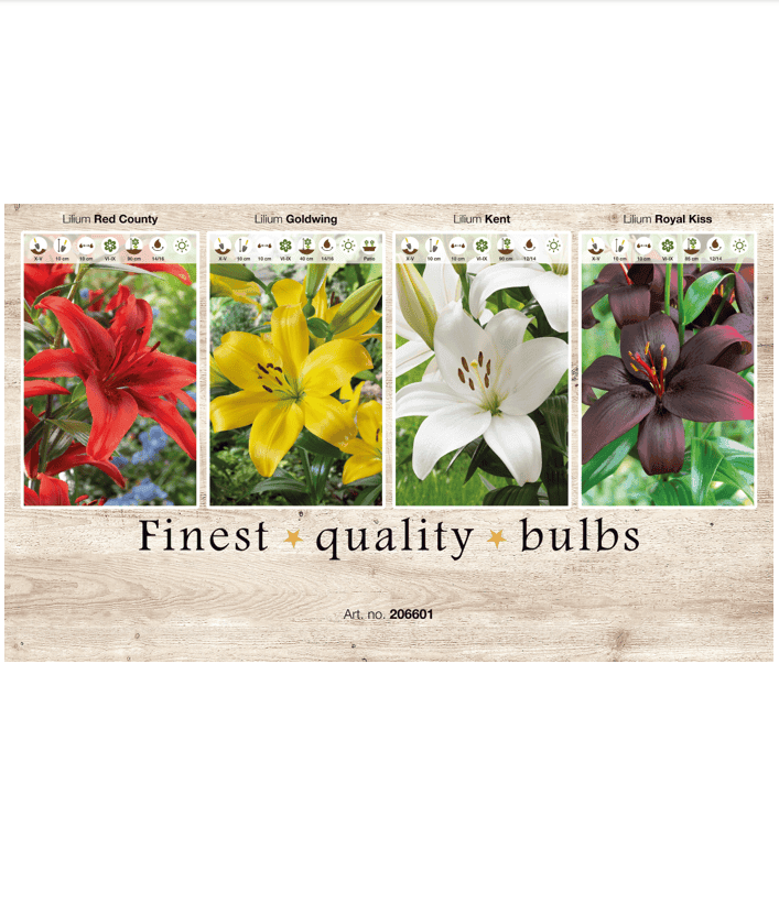 Lilium (AS) 106601
