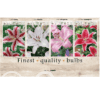 Lilium (OR) 106602