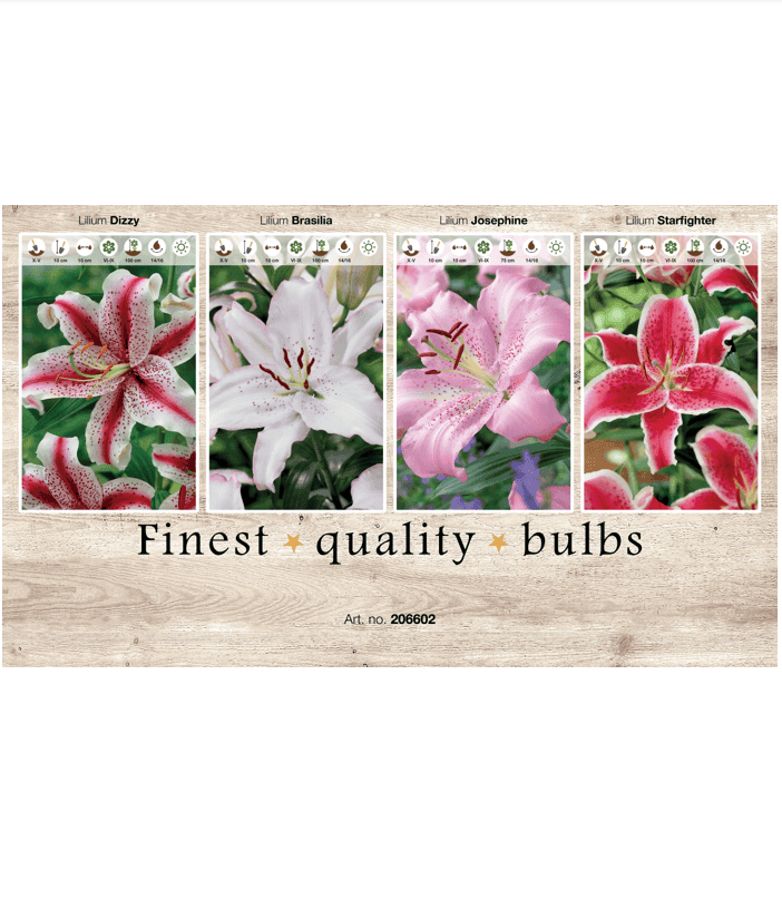 Lilium (OR) 106602