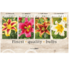 Lilium (OT) 106603