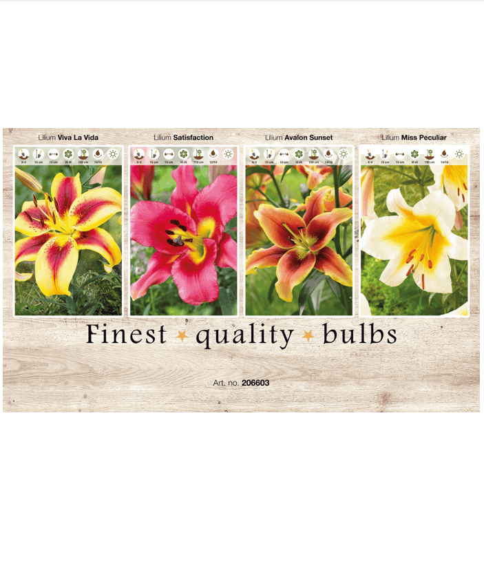 Lilium (OT) 106603