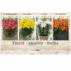 Lilium (AS) 106604