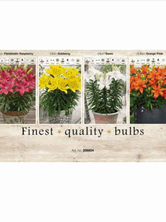Lilium (AS) 106604
