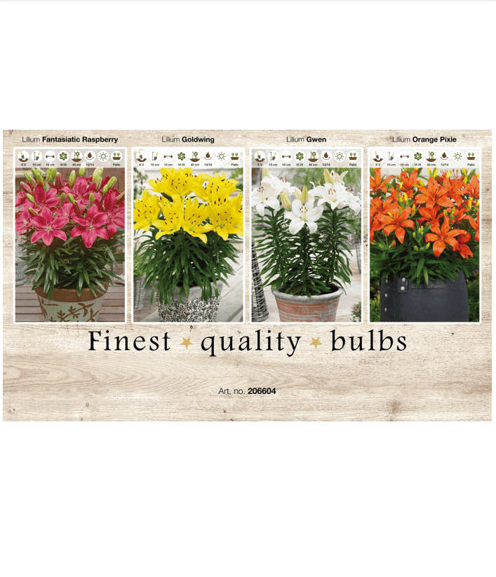 Lilium (AS) 106604