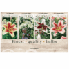 Lilium (AS) 106605