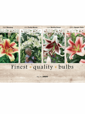 Lilium (AS) 106605