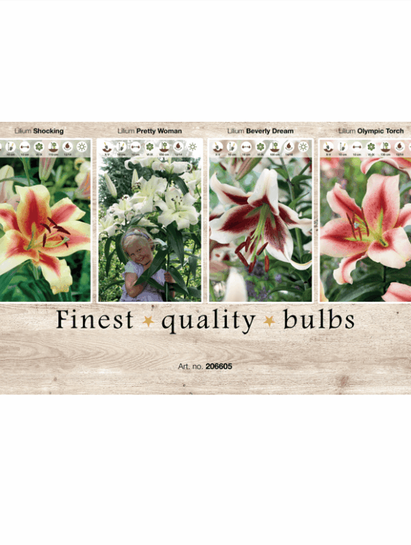 Lilium (AS) 106605