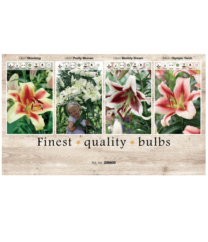 Lilium (AS) 106605