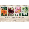 Lilium (various) 106606