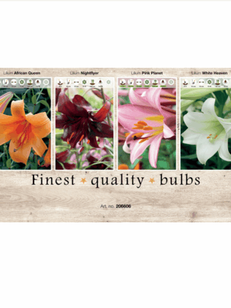 Lilium (various) 106606