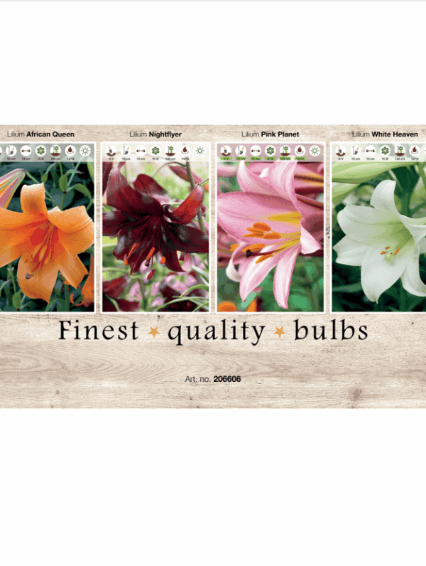 Lilium (various) 106606