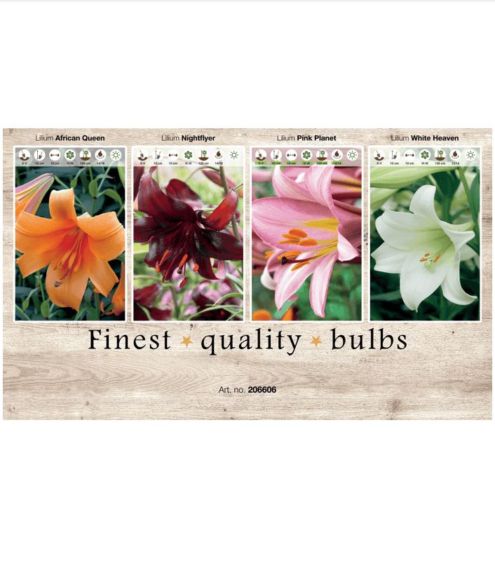 Lilium (various) 106606