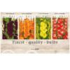 Gladiolus 106607