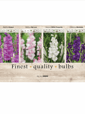 Gladiolus 106608