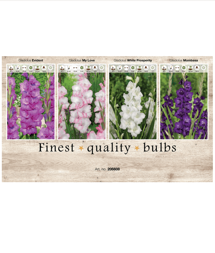 Gladiolus 106608