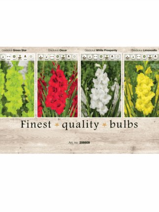 Gladiolus 106609