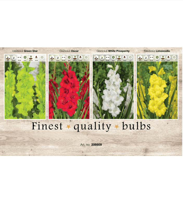 Gladiolus 106609