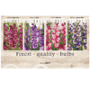 Gladiolus 106610
