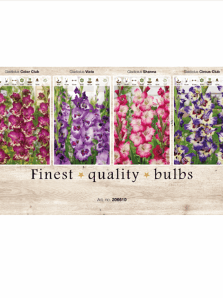 Gladiolus 106610