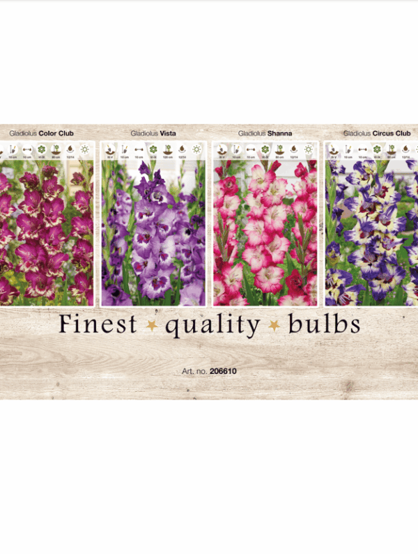 Gladiolus 106610