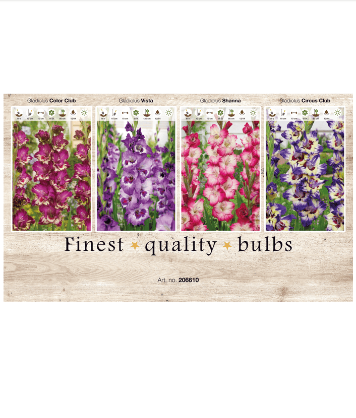 Gladiolus 106610