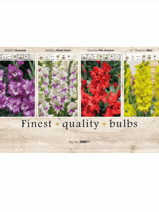 Gladiolus Ruffled 106611