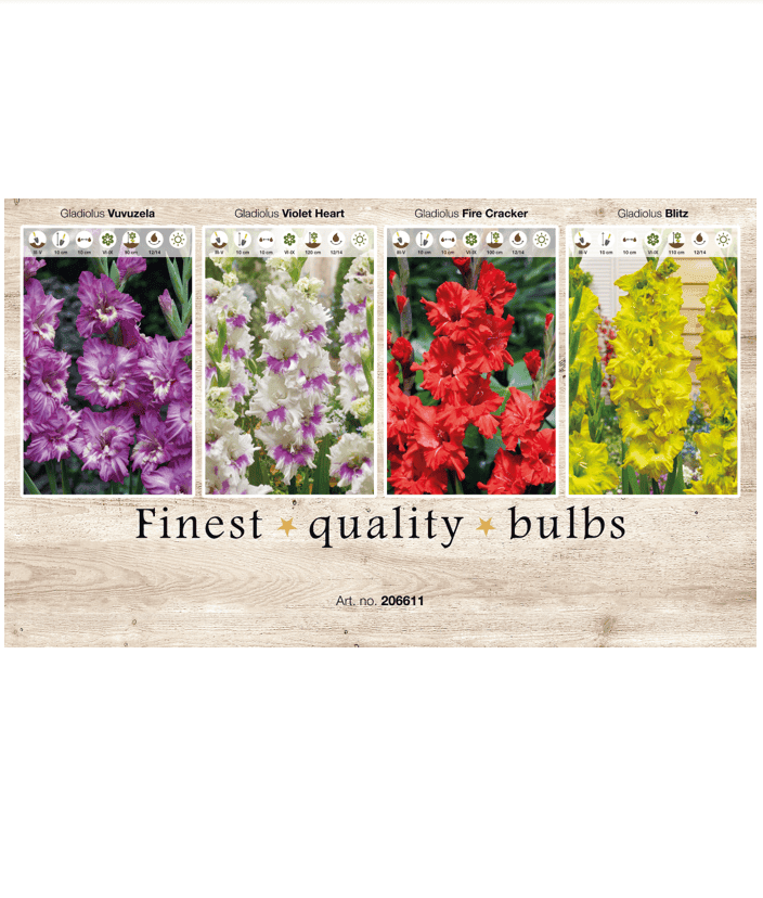 Gladiolus Ruffled 106611