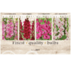 Gladiolus Ruffled 106613