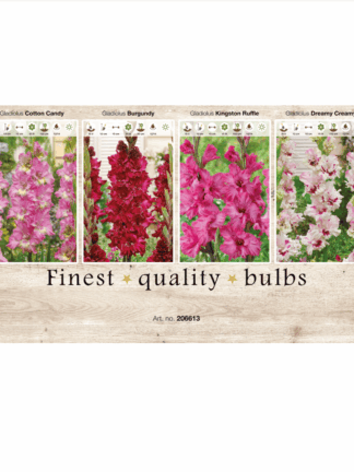 Gladiolus Ruffled 106613