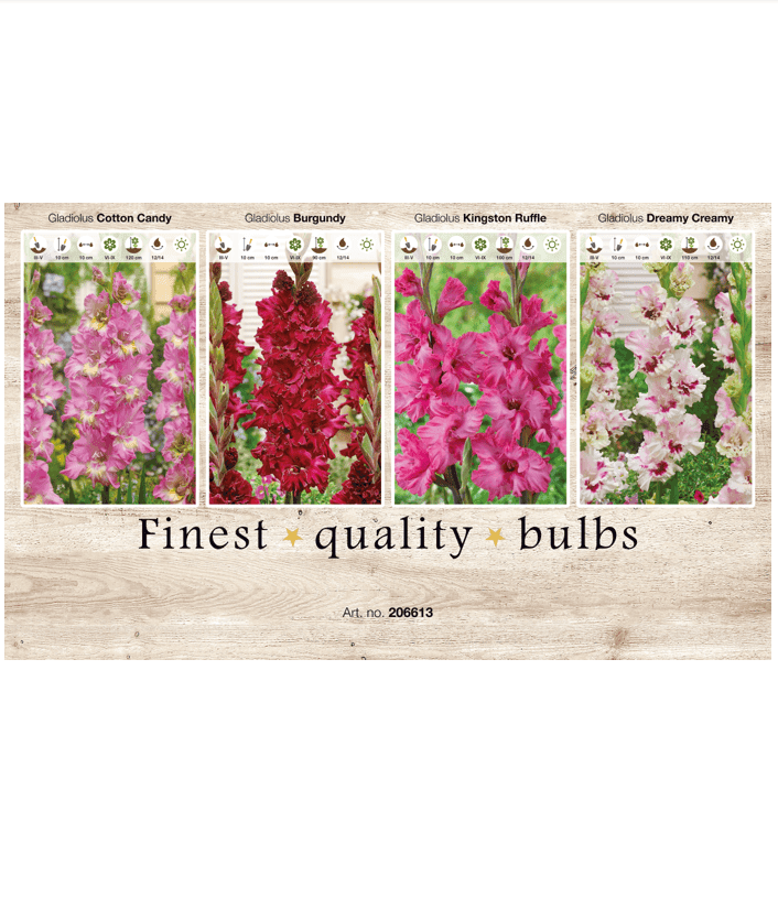 Gladiolus Ruffled 106613