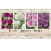 Dahlia Ball 106614