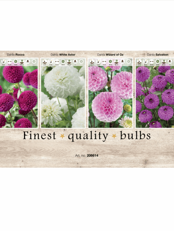 Dahlia Ball 106614