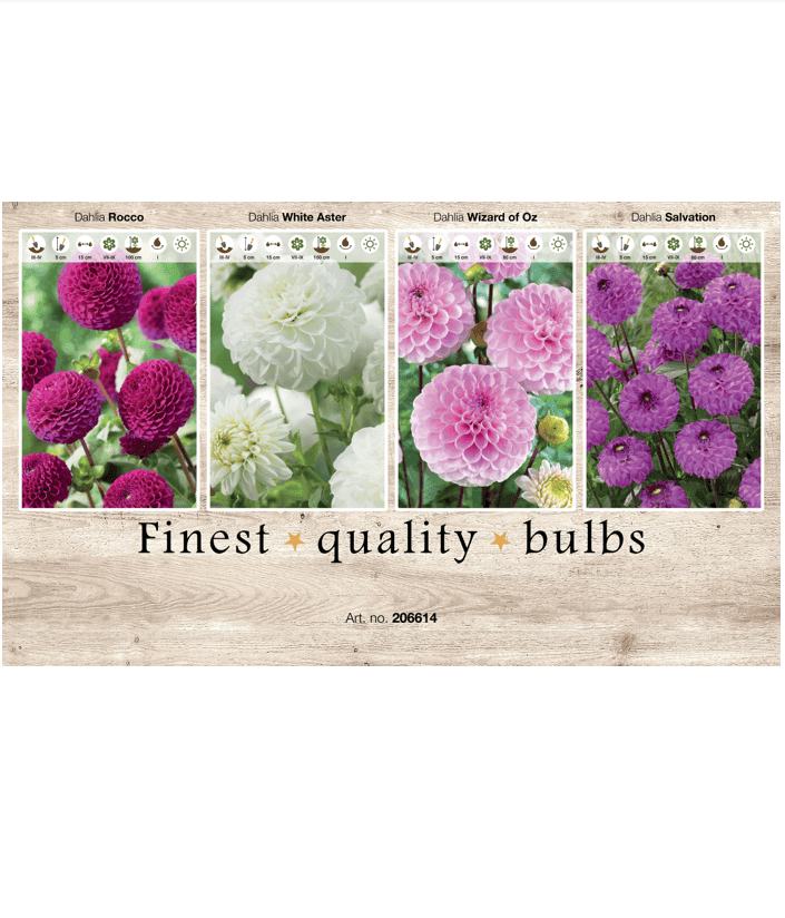 Dahlia Ball 106614