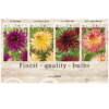 Dahlia Cactus 106615