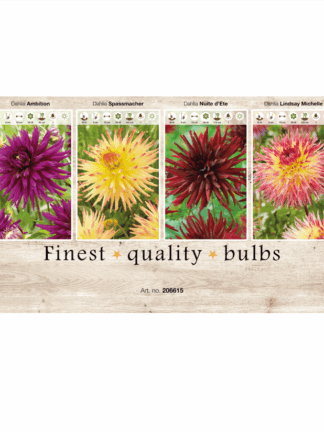 Dahlia Cactus 106615