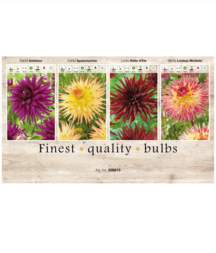 Dahlia Cactus 106615