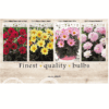 Dahlia Deco border 106616
