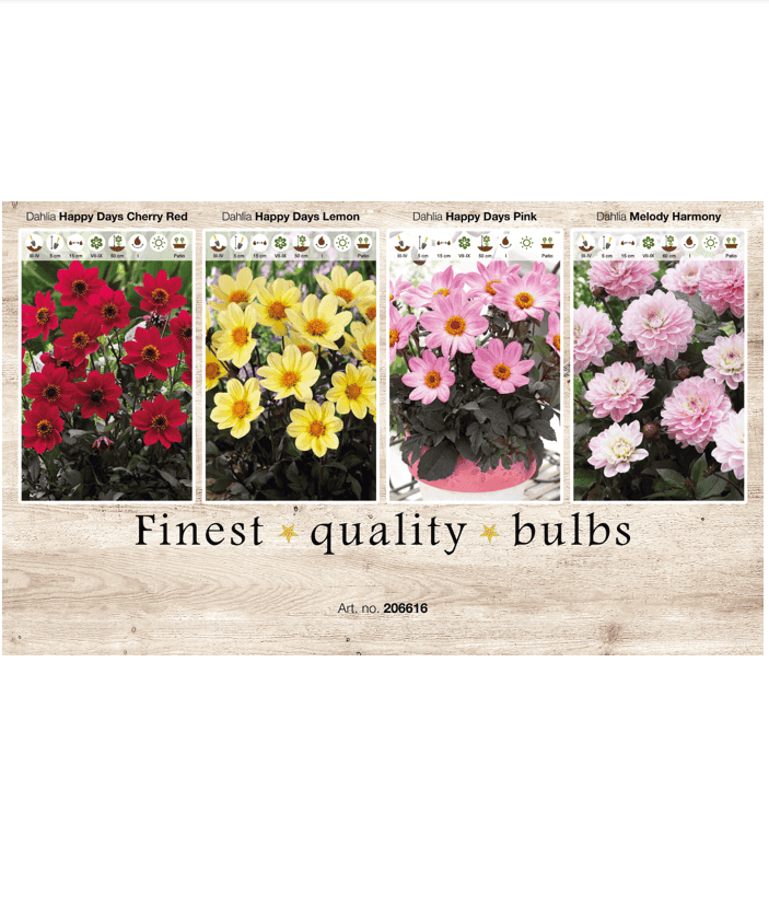 Dahlia Deco border 106616