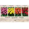 Dahlia Deco border 106617