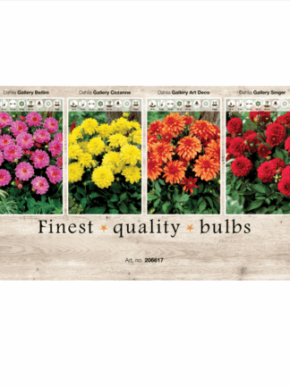 Dahlia Deco border 106617