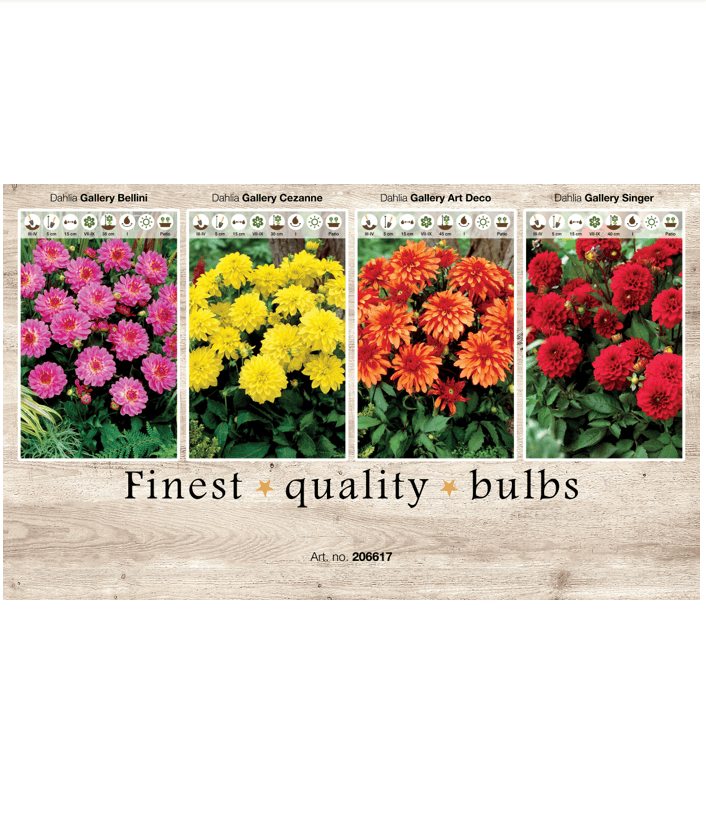 Dahlia Deco border 106617