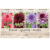 Dahlia Deco 106618