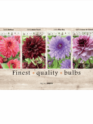 Dahlia Deco 106618