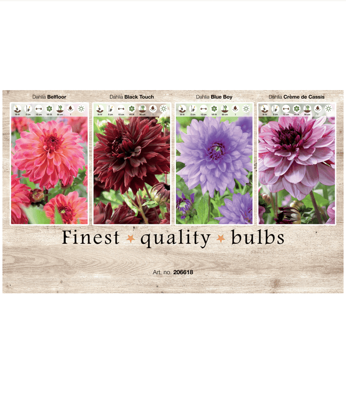 Dahlia Deco 106618