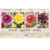 Dahlia Deco 106619