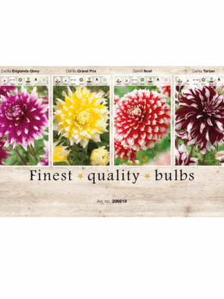 Dahlia Deco 106619