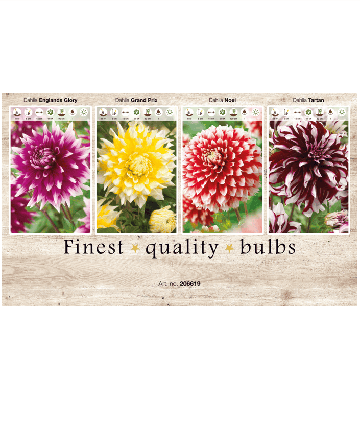 Dahlia Deco 106619